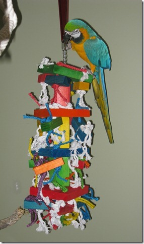 A Guide to the Selection of Safe Toys for your Bird(s) : Healthybird,  Online Catalog