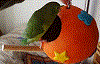145891 Cosmic Crunch Bird Hut